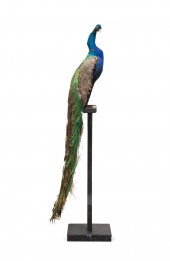 TAXIDERMY PEACOCK MOUNT ON BLACK