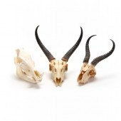 A TAXIDERMY WARTHOG SKULL AND TWO