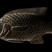 An Egyptian Basalt Tilapia Fish