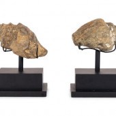 A Pair of Shell Fossil Specimens
on