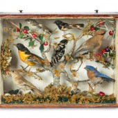 A Victorian Taxidermy Bird Diorama
19th