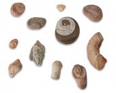 A GROUP OF FOSSILSA group of fossilsCirca