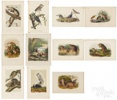 ELEVEN EARLY ANIMAL LITHOGRAPHSEleven