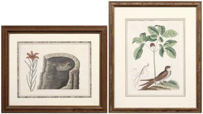 Two Mark Catesby engravings British  90d54