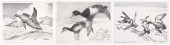 Federal duck stamp prints 1952-54: "Harlequin
