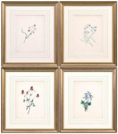 Four botanical prints, Badger (Mrs.