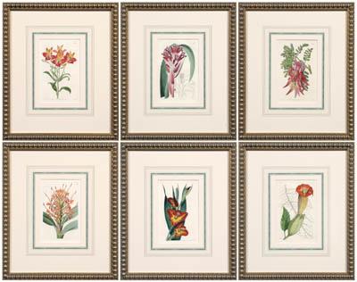 Six prints of botanicals Edwards 91618