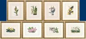 Eight prints of orchids, Van Houtteano