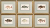 Six prints of fish, J. Bien (Julius
