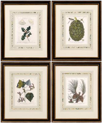 Four botanical engravings J Pass  91b4b