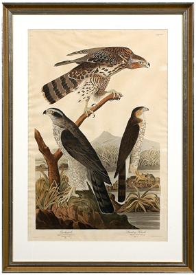 Havell print after Audubon Goshawk  91f04