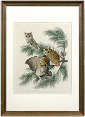 Havell print, after Audubon, [Little