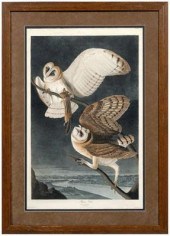 Havell Edition Audubon print (John James