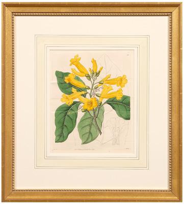 Six botanical prints Sydenham Edwards  93ae4