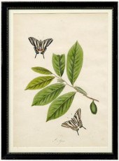 Rare John Abbot etching Papilio 95079
