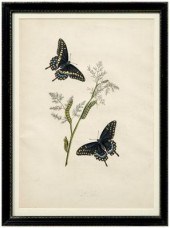 Rare John Abbot etching Papilio 9507a