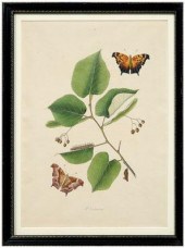 Rare John Abbot etching Papilio 9507c