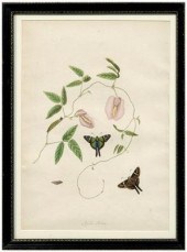 Rare John Abbot etching Papilio 9507d
