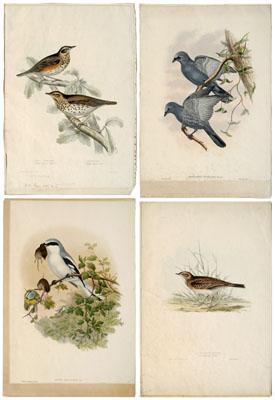 Four John Gould lithographs birds  95098