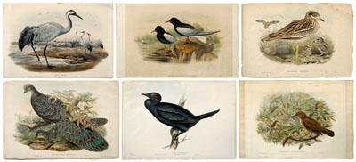 Six John Gould lithographs birds  95099