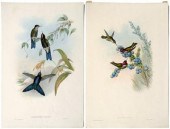 Two Gould hummingbird prints: Gould
