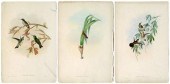 Three Gould hummingbird prints, two