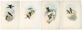 Four Gould hummingbird prints, three