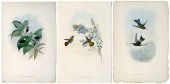 Three Gould hummingbird prints, two