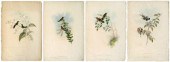Four Gould hummingbird prints, all by