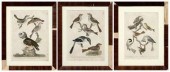 Three bird engravings after A. Wilson