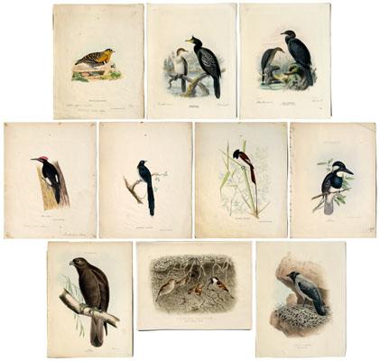 Ten ornithological lithographs  951ef