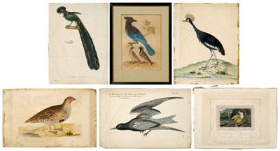 20 bird related prints by Johann 951f6