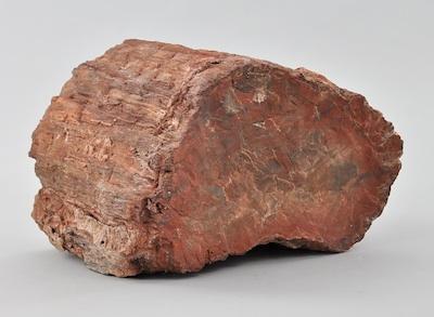 A Petrified Tree Log Unidentified b5cb5