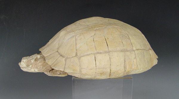 FOSSIL TURTLE WITH HEAD Found b9048