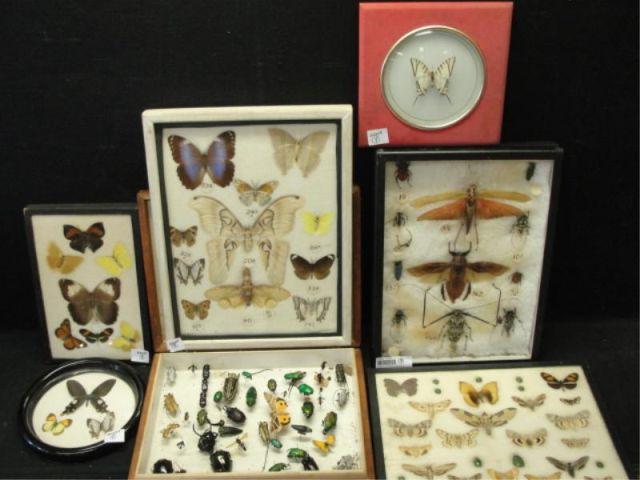 Decorative Collection of Insects bda1c