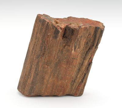 Petrified Tree Log Unidentified 1332a6