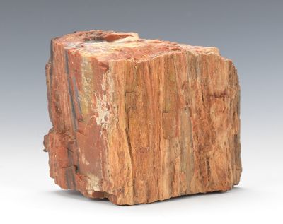 A Section of Petrified Wood Unidentified 1344b5