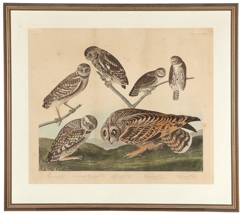 John James Audubon 1785 1851 New 14230f