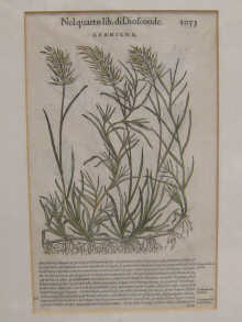 Prints Two 17th c Italian botanical 149cff