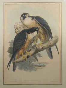 Five 19th century ornithological 1502d1