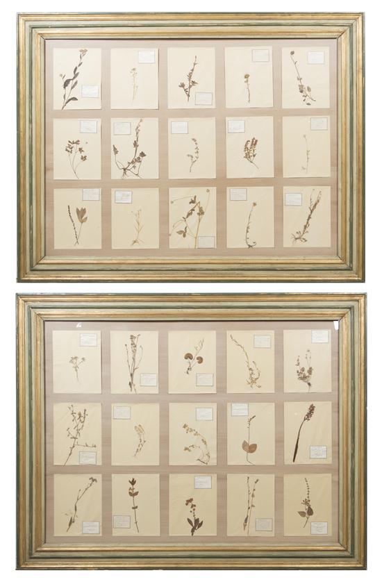 A Pair of Framed Botanical Specimens 153f49