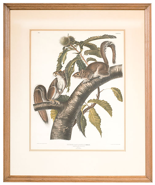 Audubon Print Sciurus Carolinensis 15f874