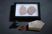 COLLECTION OF FIVE INSECT FOSSILS  17038f