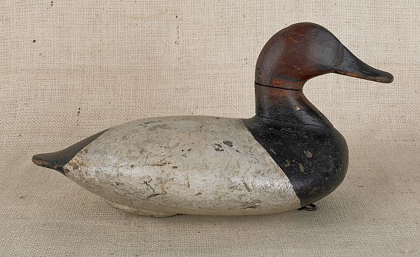 Carved and painted canvasback duck