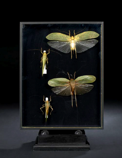 Shadowboxed Collection of Insect 2a469