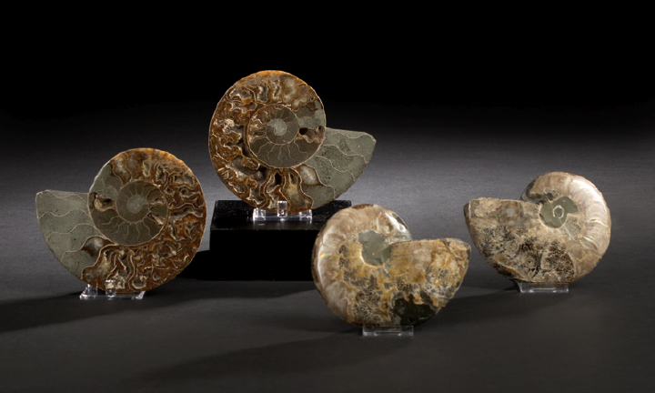 Pair of Split and Polished Ammonite 2b43c