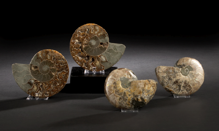 Pair of Split and Polished Ammonite 2b440