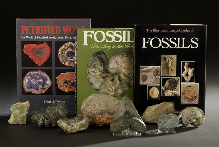 Collection of Twelve Fossils and 2c4ab