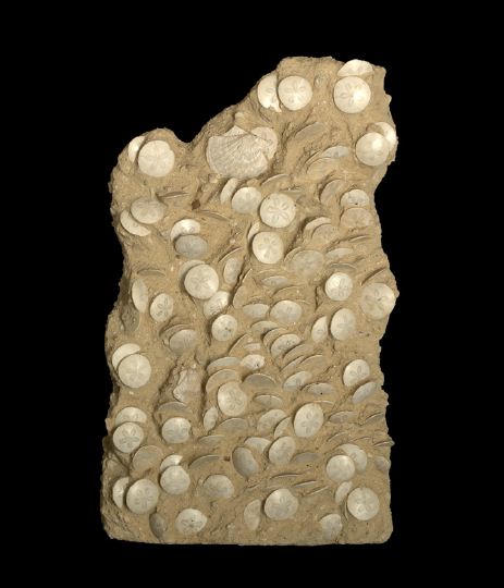 Large Rare and Impressive Fossilized 2c4b4