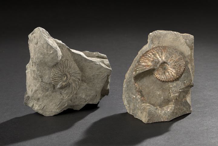 Two Very Rare Fossilized Ammonite 2c81b